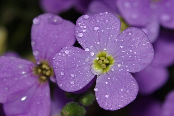 Blüte mit Wassertropfen