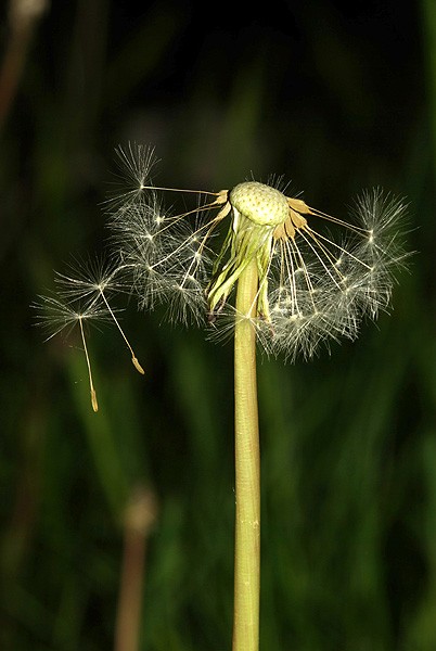 Pusteblume