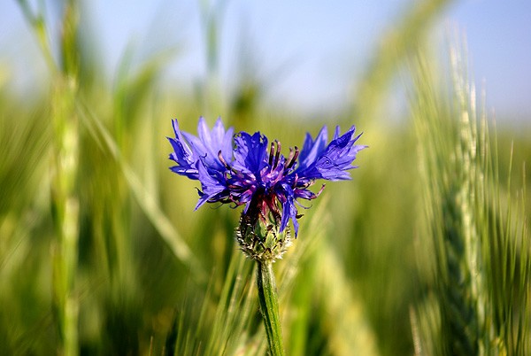 Kornblume