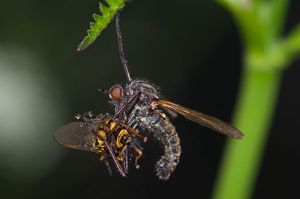 Raubfliege mit Beute