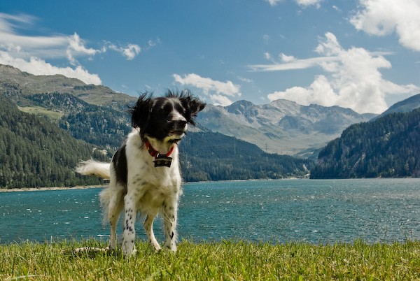 Heidi vom Winde verweht