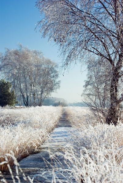 wenn Nebel gefriert...