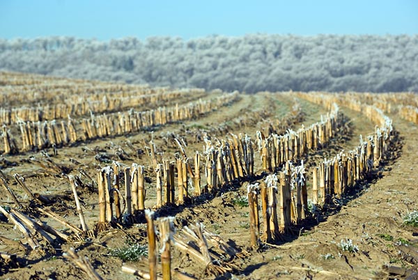 Ex-Maisfeld im Weinter