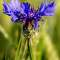 Kornblume